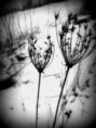 /album/fenykepgaleria/dscf2521-jpg1/