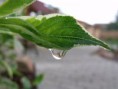 /album/kepgaleria-nyar-/a34525-117149071666563-7333293-n-jpg1/